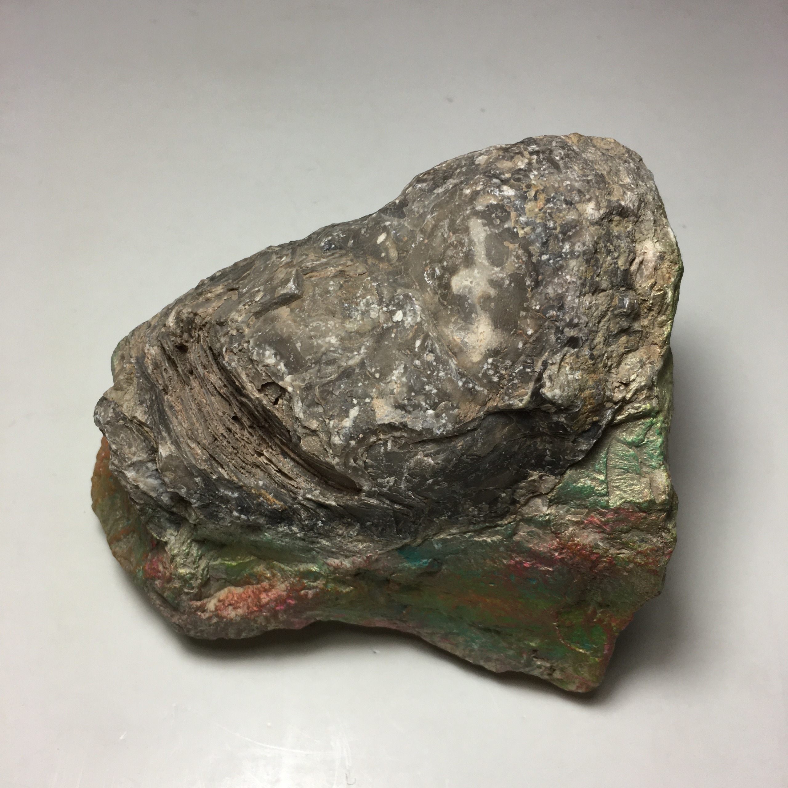 فسیل جانوری کلکسیونی