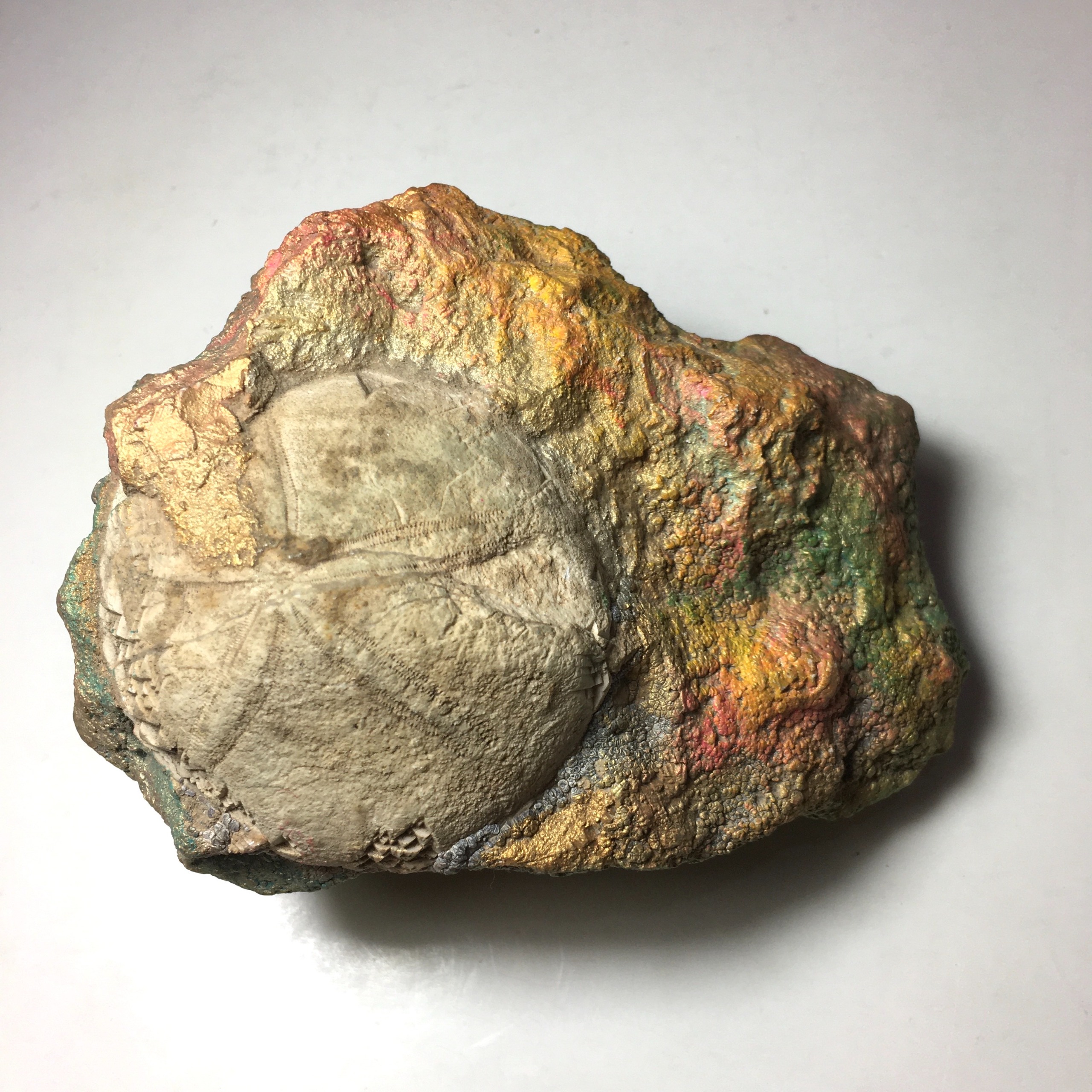 فسیل توتیای دریایی کلکسیونی و خاص