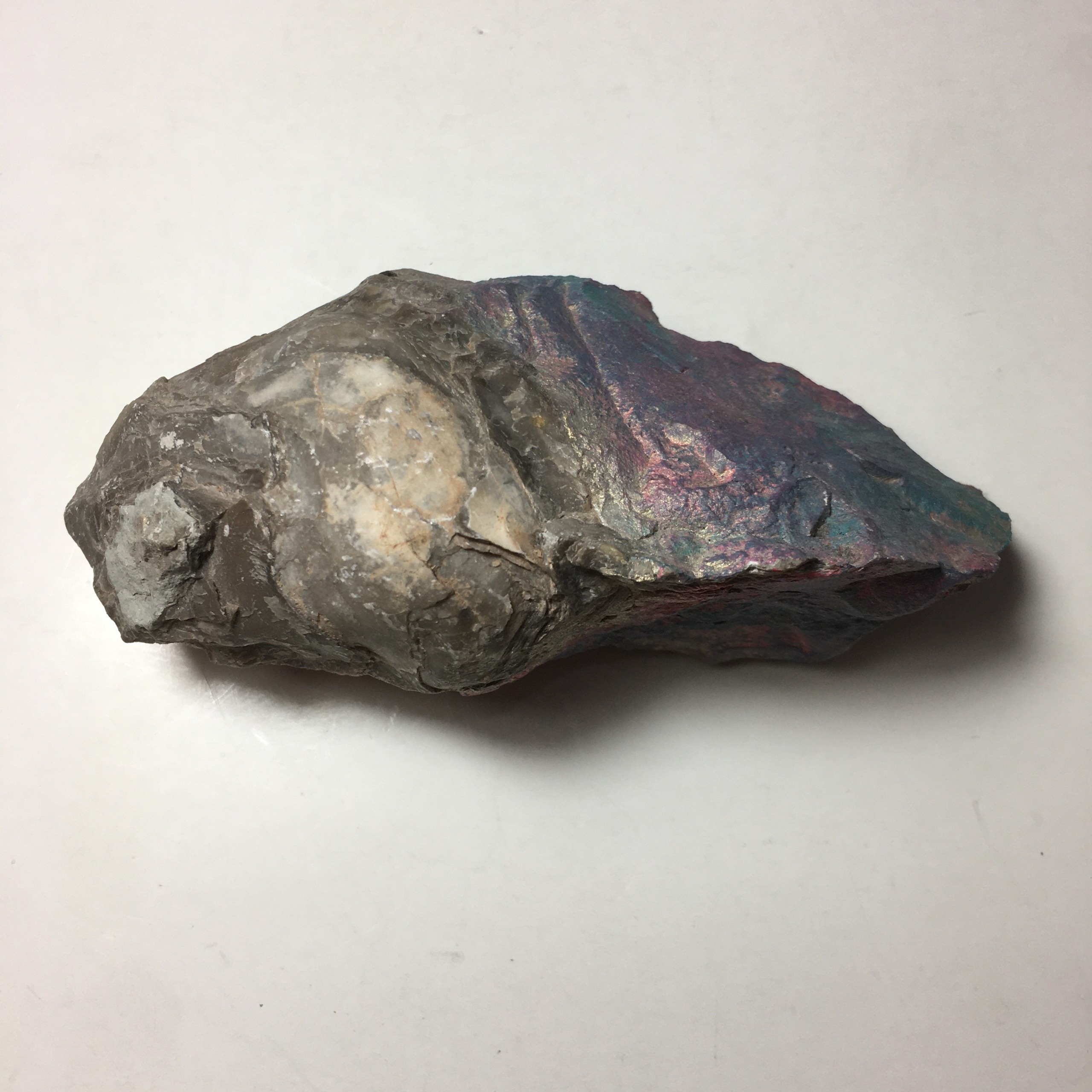 فسیل جانوری کلکسیونی