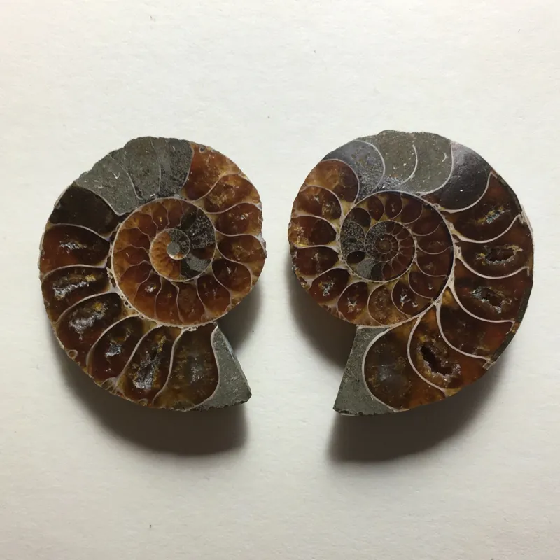 جفت فسیل آمونیت اپالیزه شده