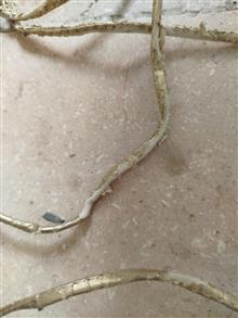 کفش