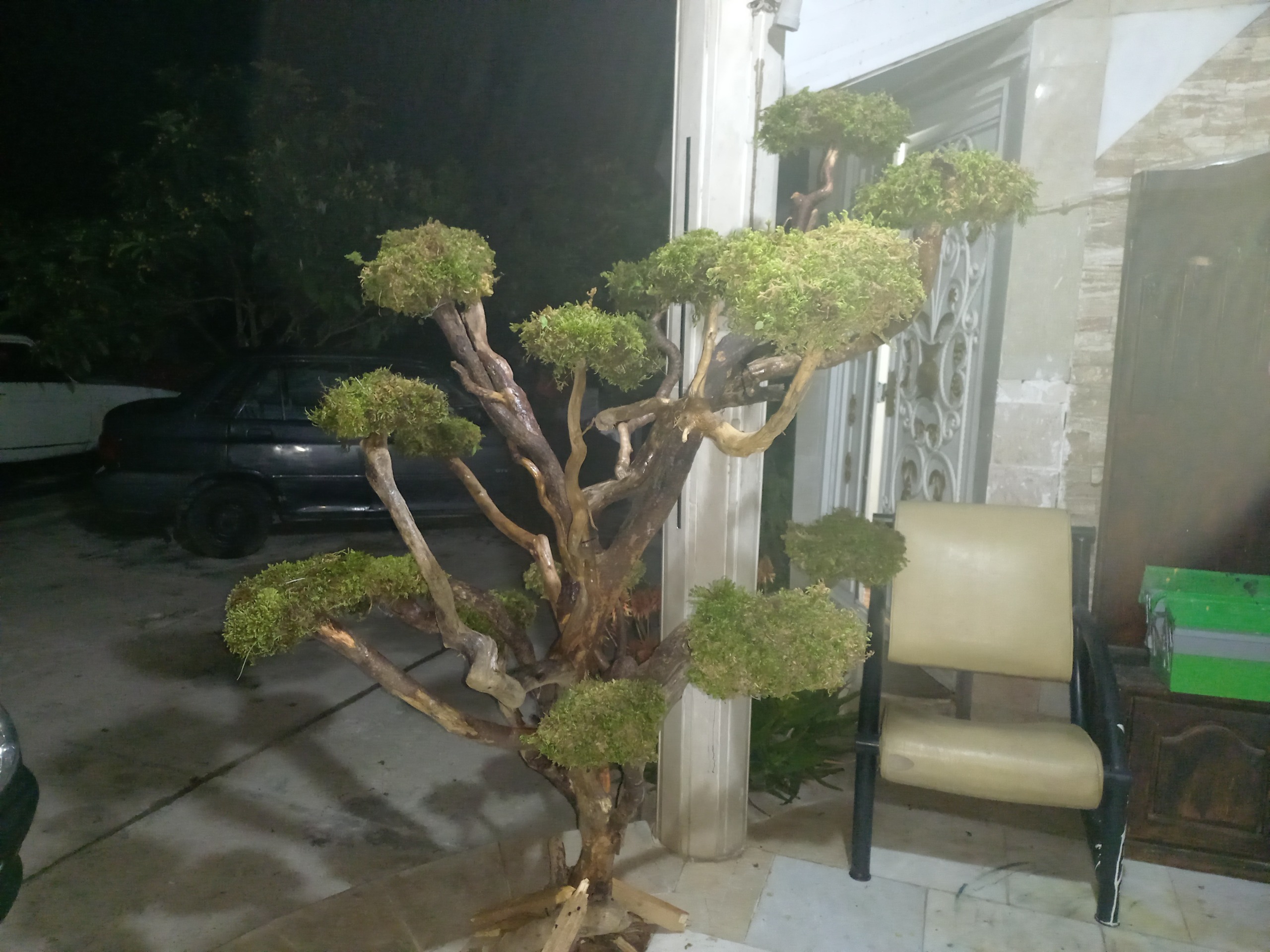 د خت جاودان دست ساز