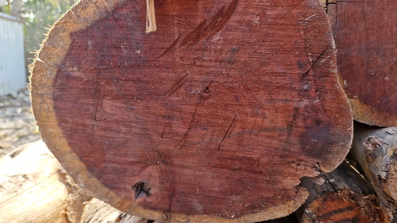 چوب سور تعداد بالا با مجوز