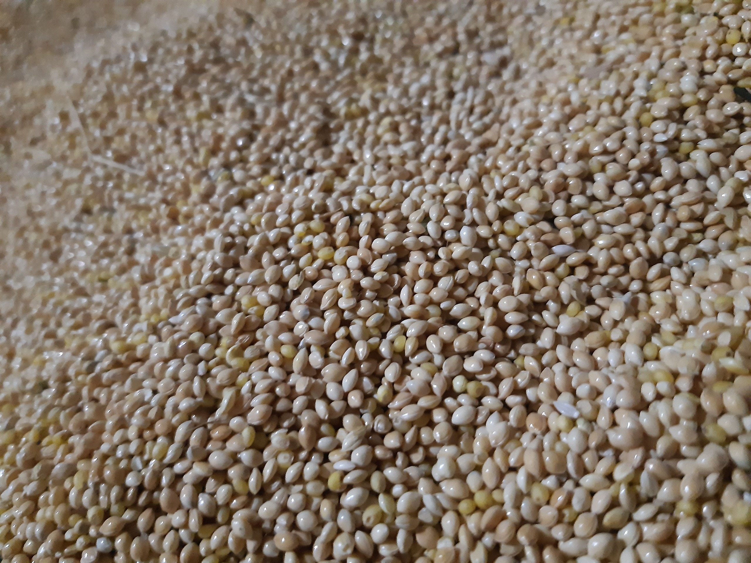 ارزن امسالی یک کیلویی