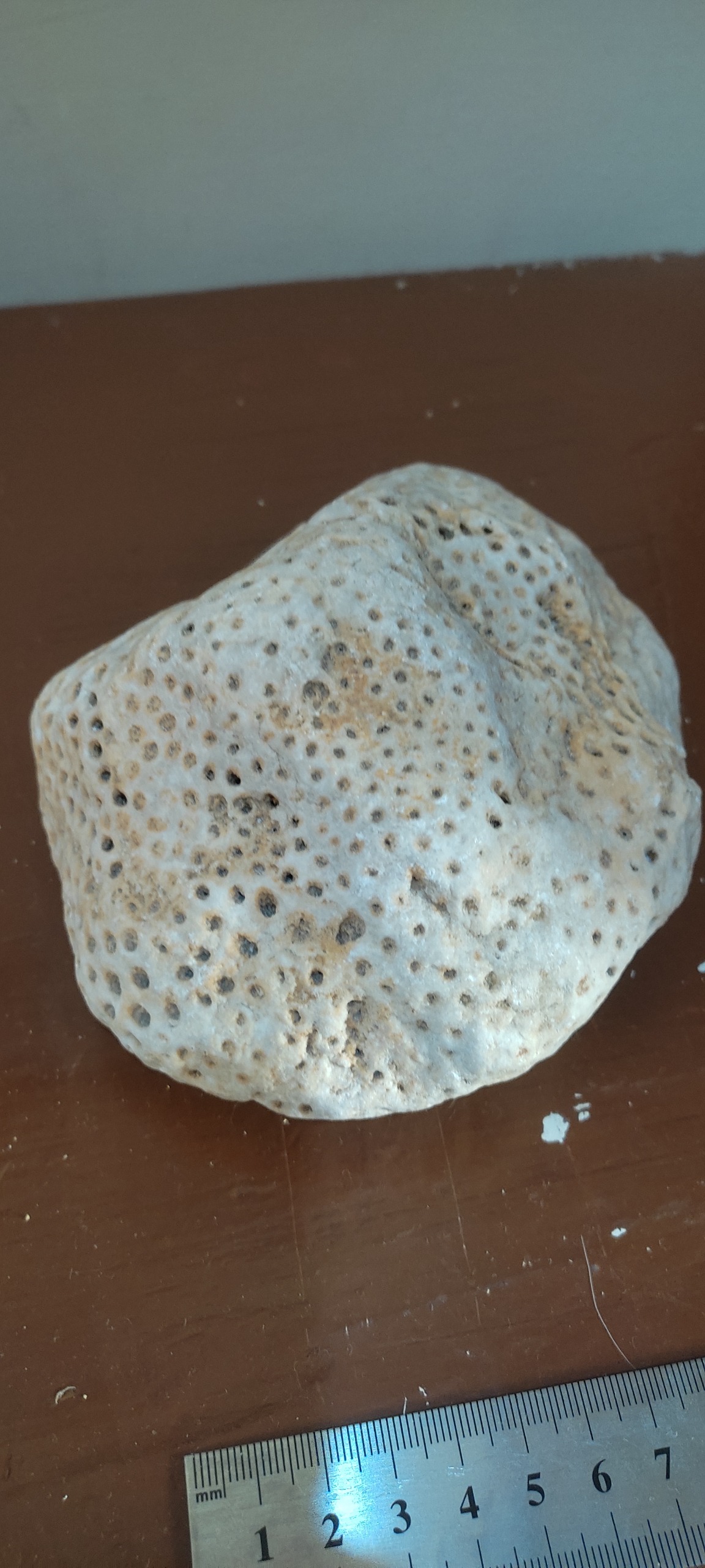 سنگ فسیل بزرگ