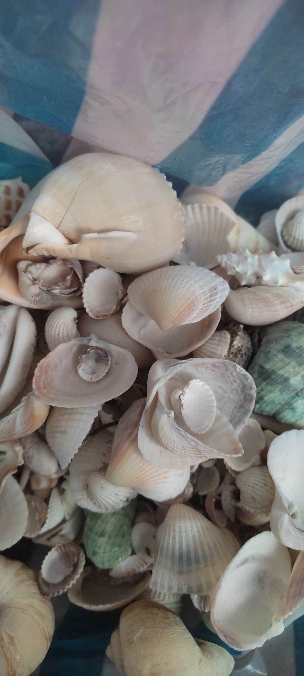 صدف مختلف (یک کیلوگرم)