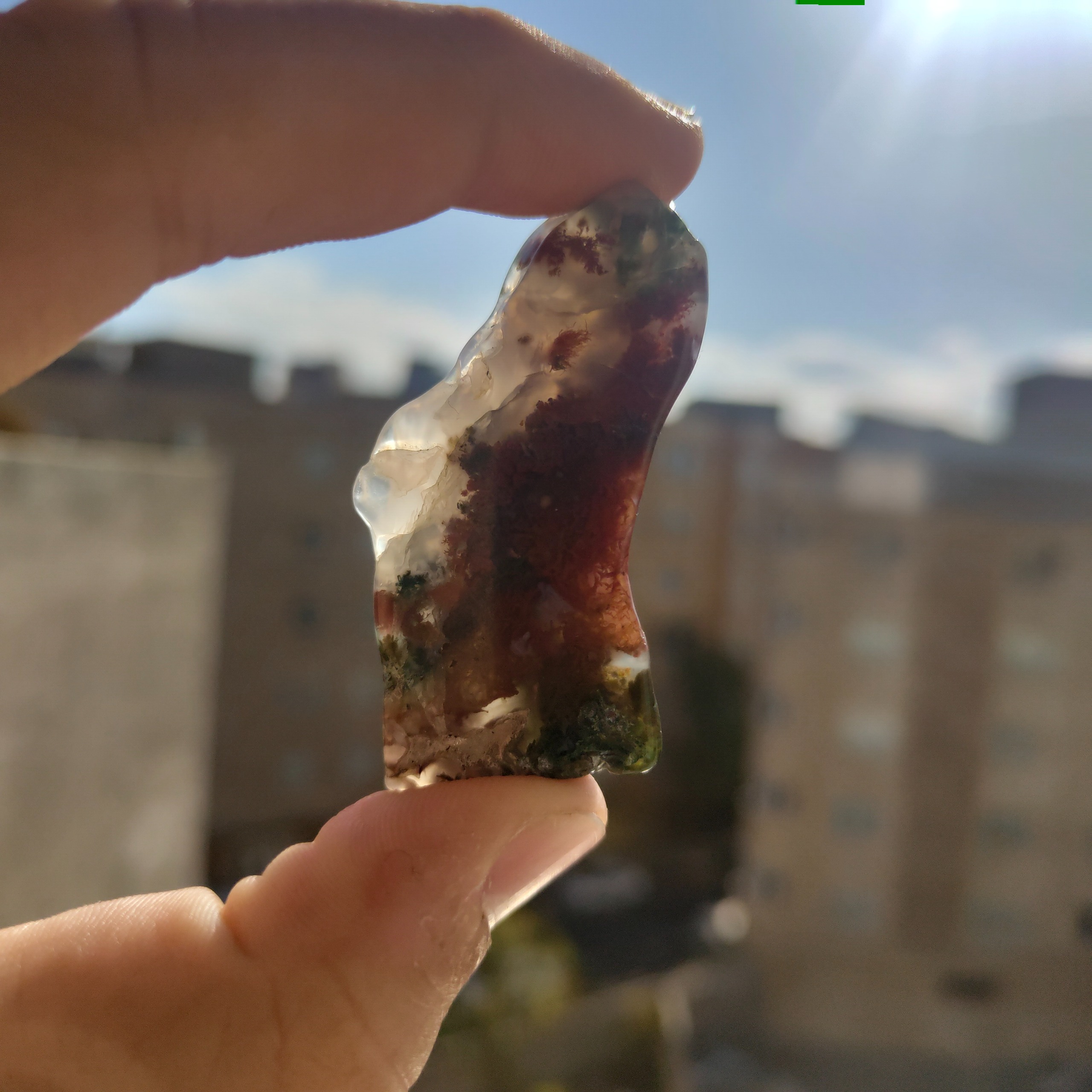 شجر گل اناری