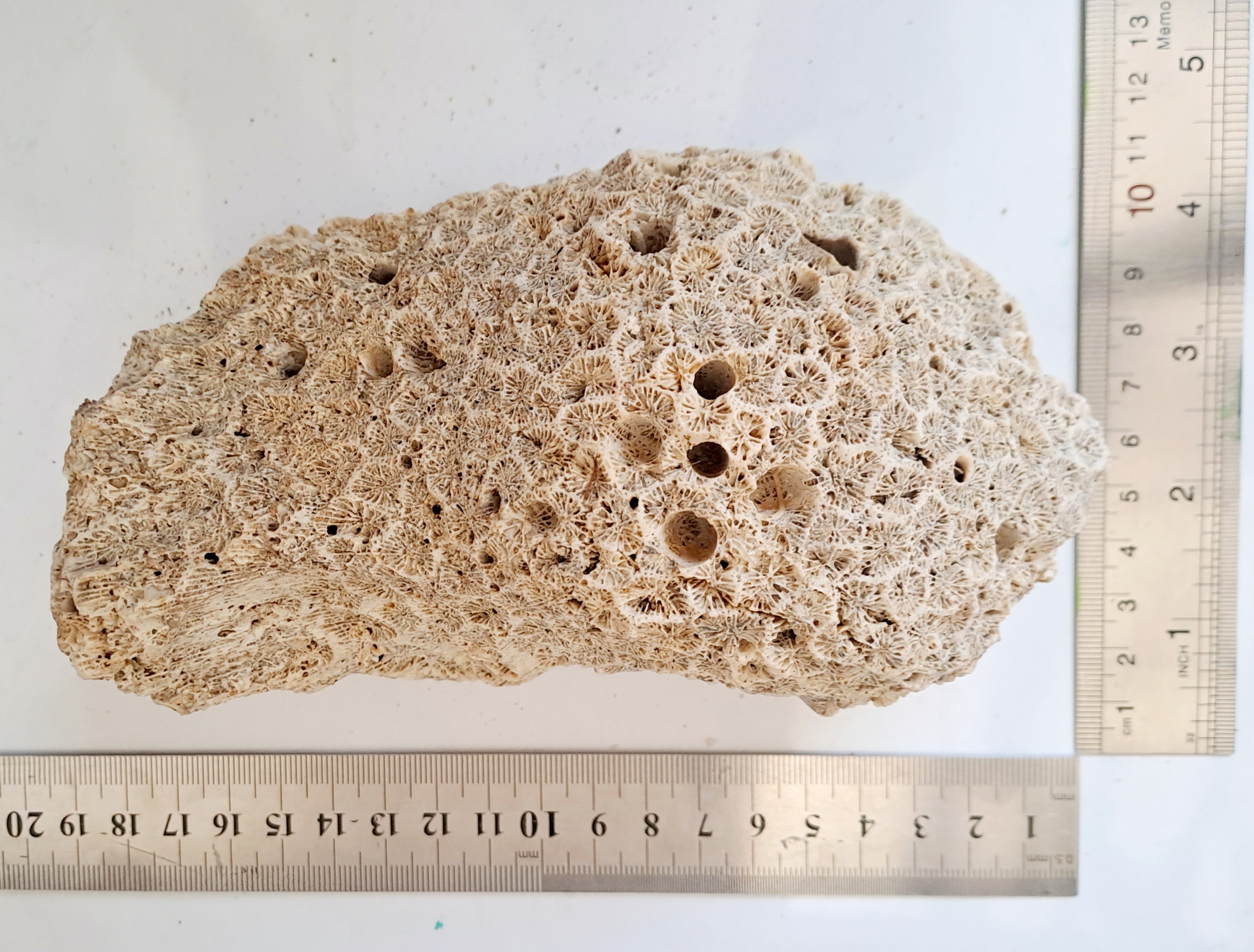 مرجان دریا برای آکواریوم