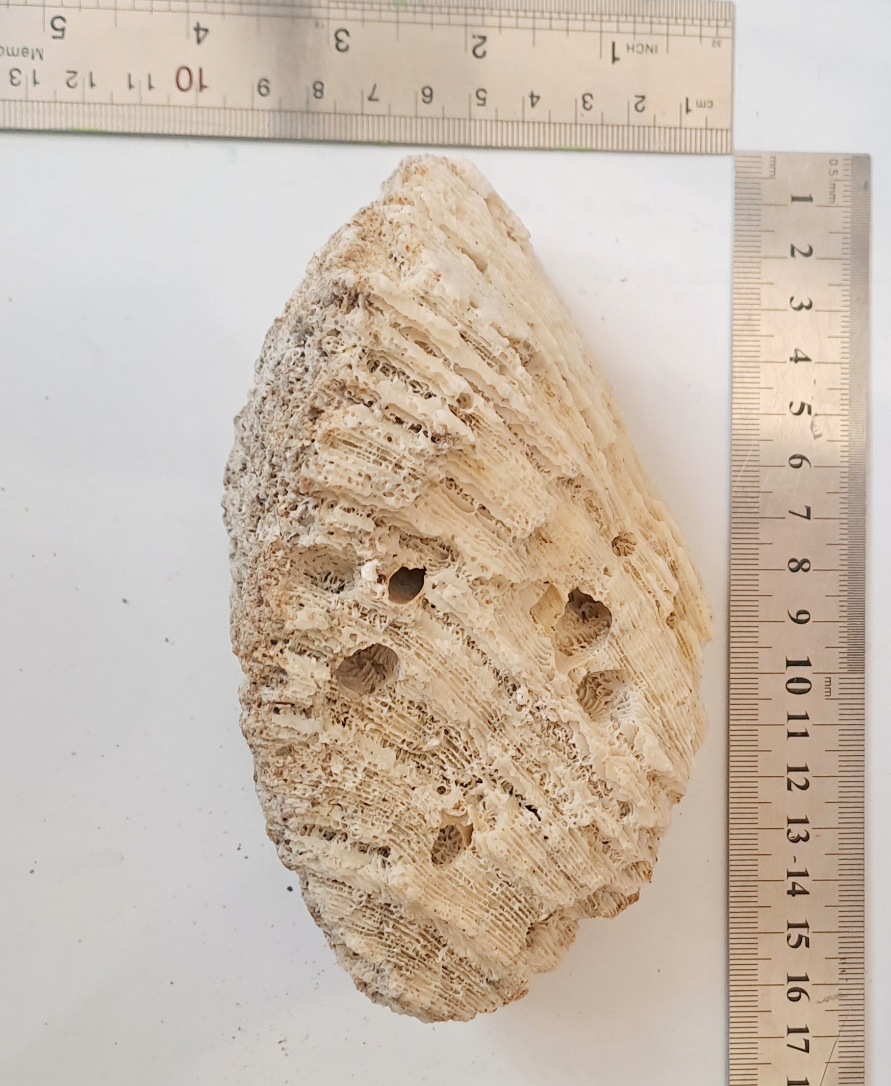 مرجان دریا برای آکواریوم