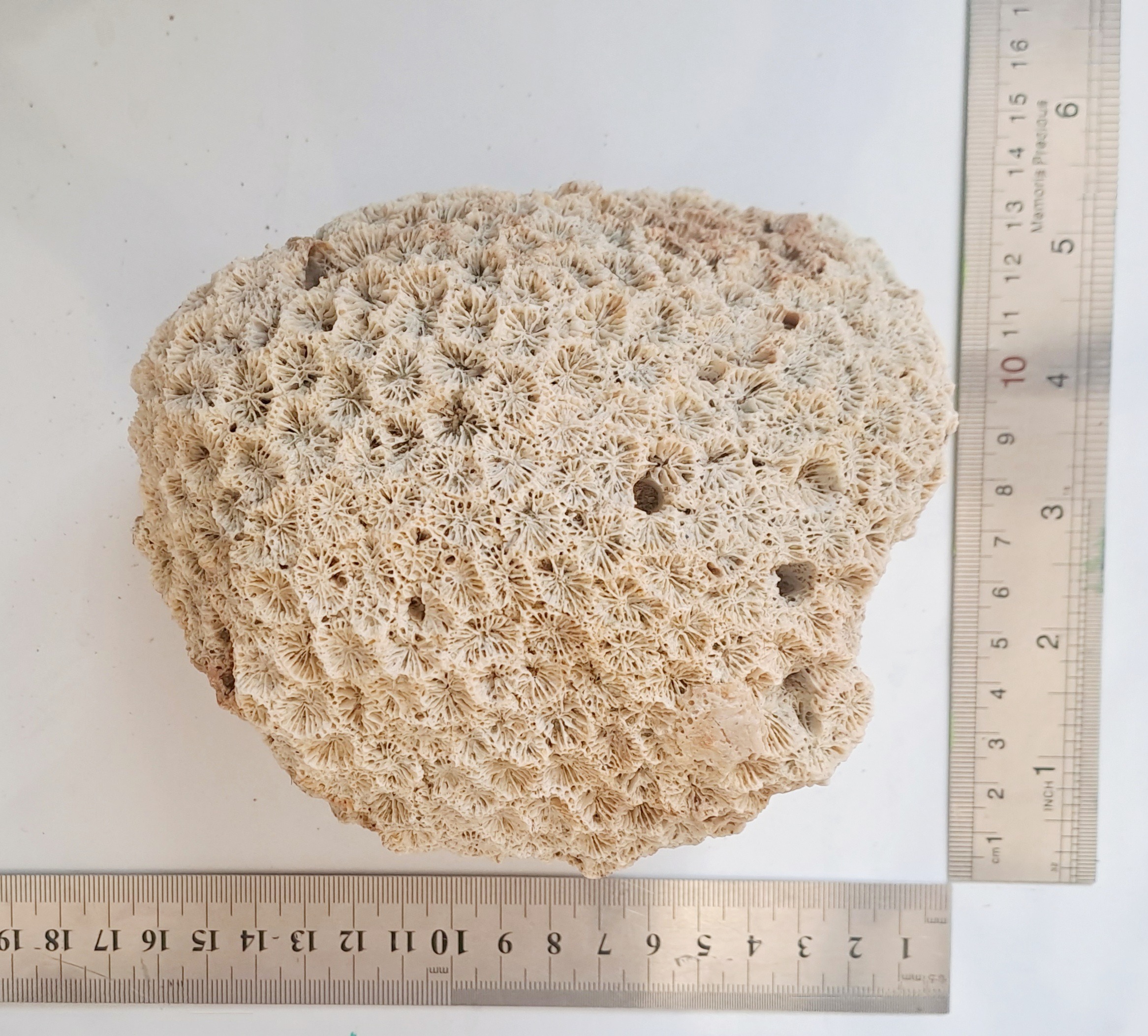 مرجان دریا برای آکواریوم