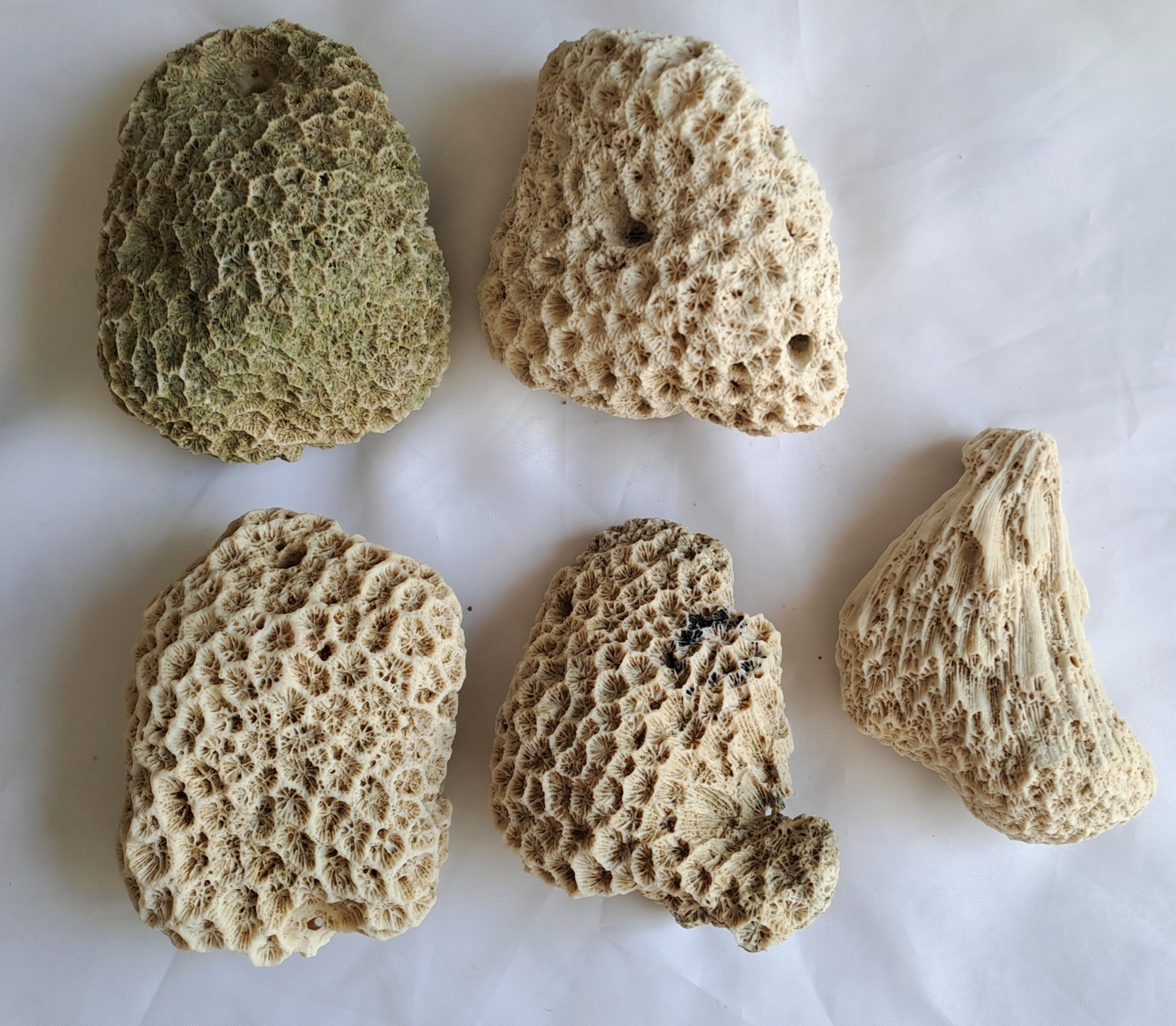 مرجان جهت اکواریوم