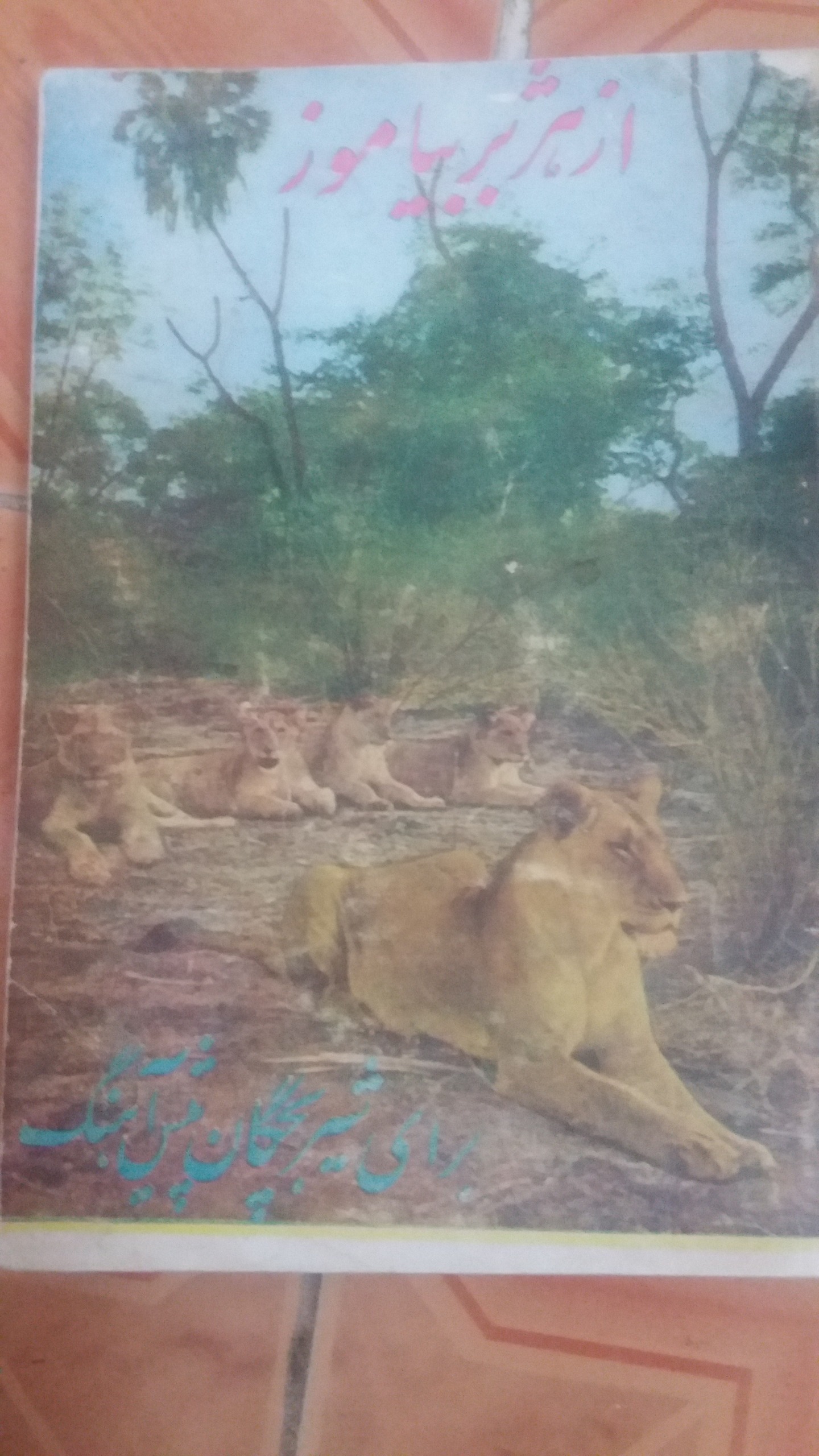 از هژبر بیاموز