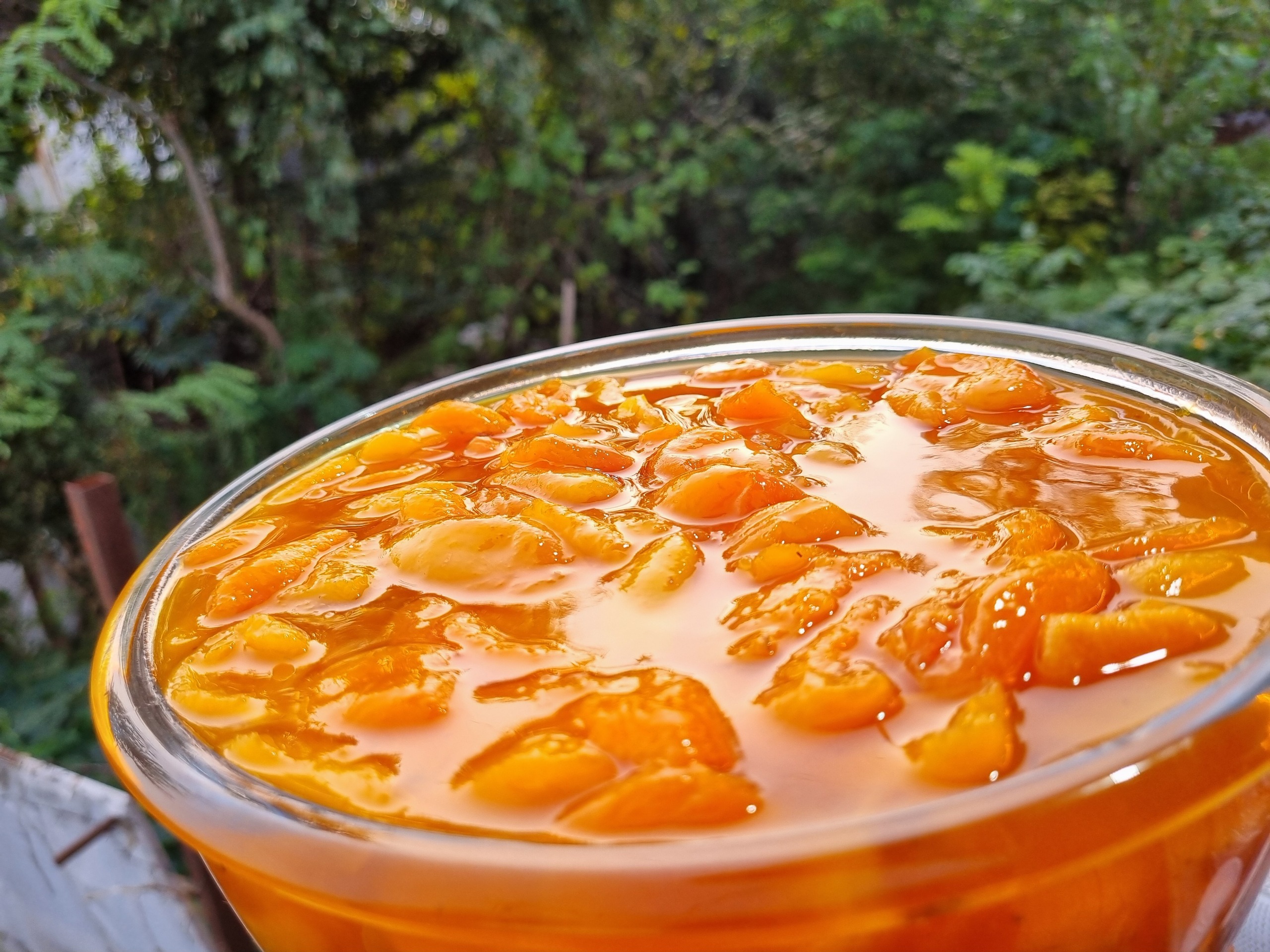ترشک برگ زردآلو