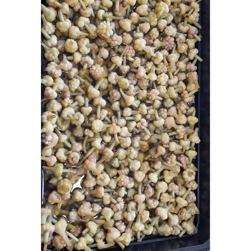 ترشی گل سیر سرکه ای درجه 1 ترد و خوشمزه