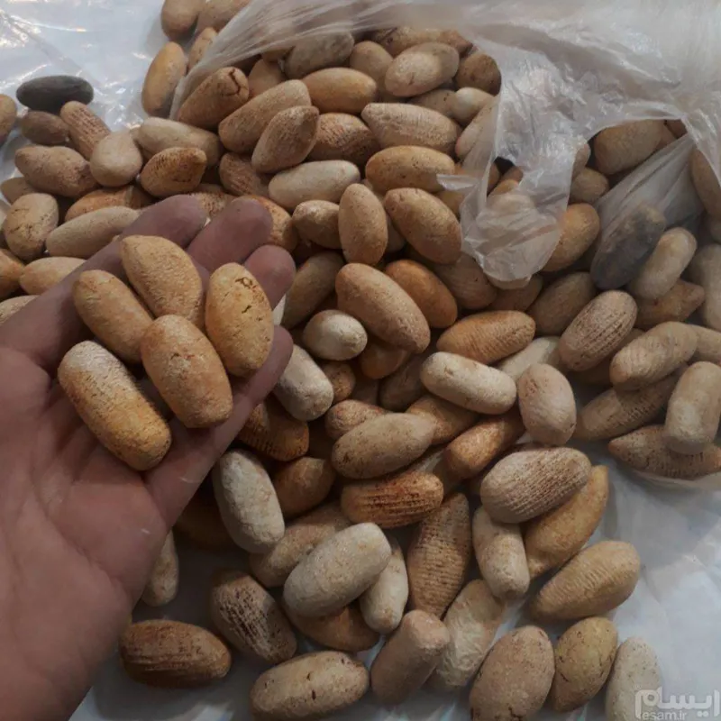 پخش عمده خر مهره پاکستانی