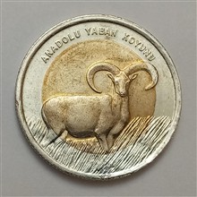 سکه