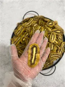 کیوی