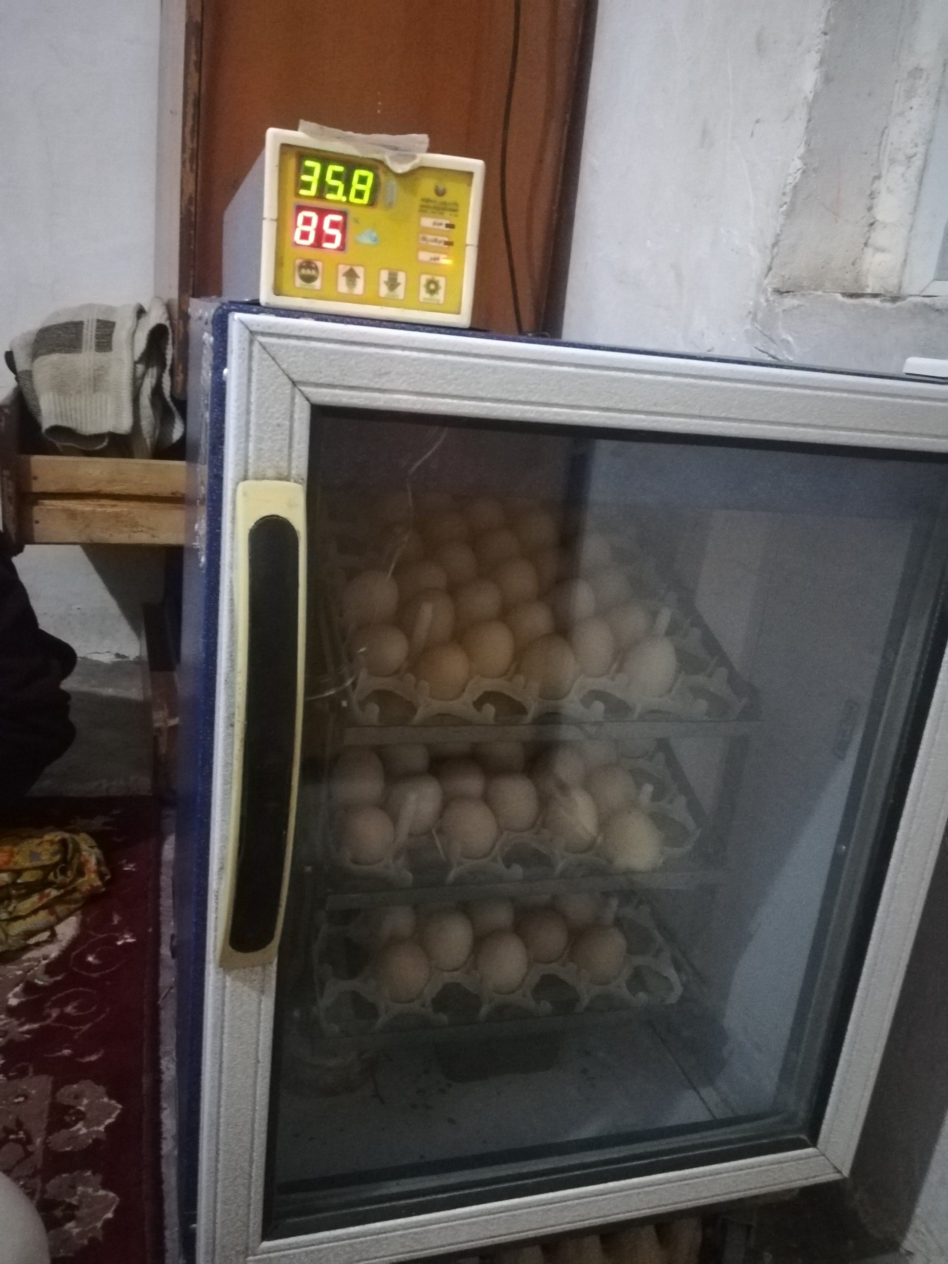 شرکت بلدرچین دماوند 120تای