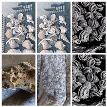 لایروک،بیوبال،فیلتر،صدف،شقایق