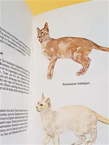 راهنمای