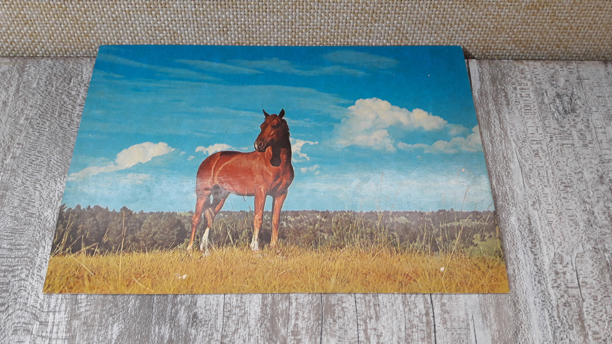 کارت پستال اسب