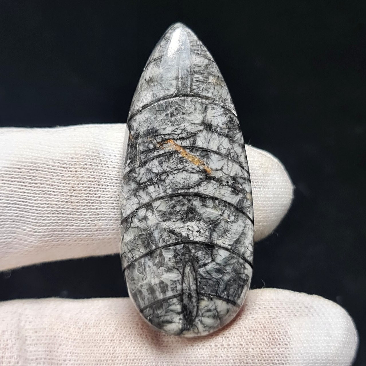 فسیل درشت طبیعی ارتروسراز معدنی  30471