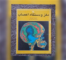 مغز