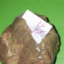 قطعه