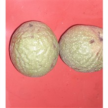 گردوهرکیلوباپوست