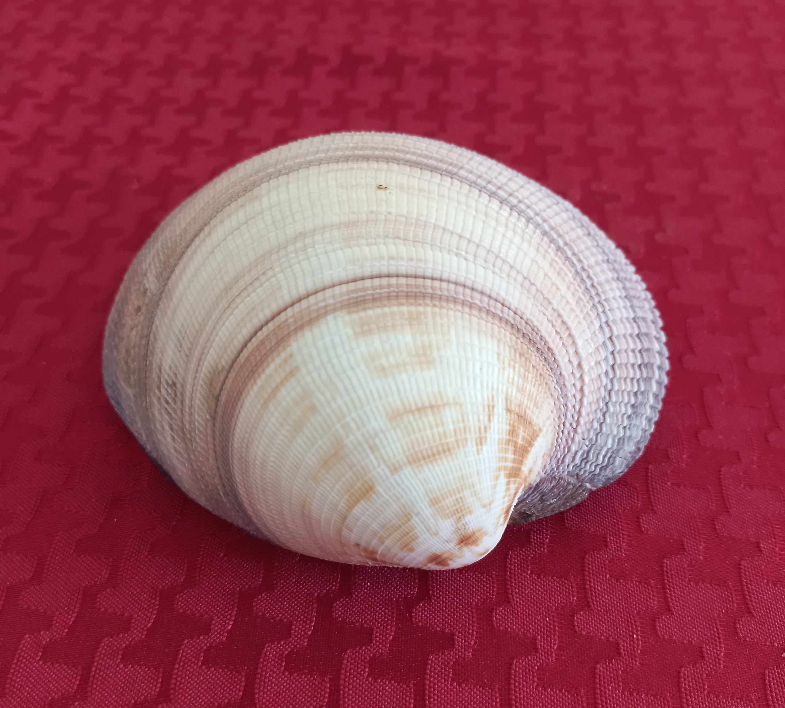 صدف سنگین وزن
