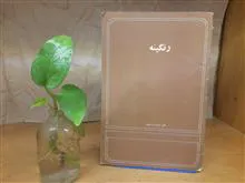 رنگینه