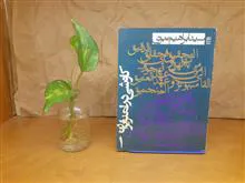 کاوشی
