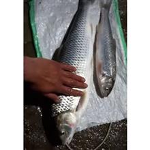 تورماهیگیری