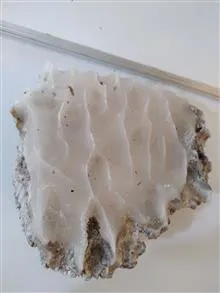 سنگ