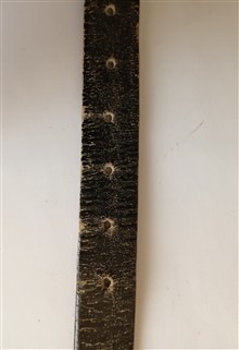 کمر