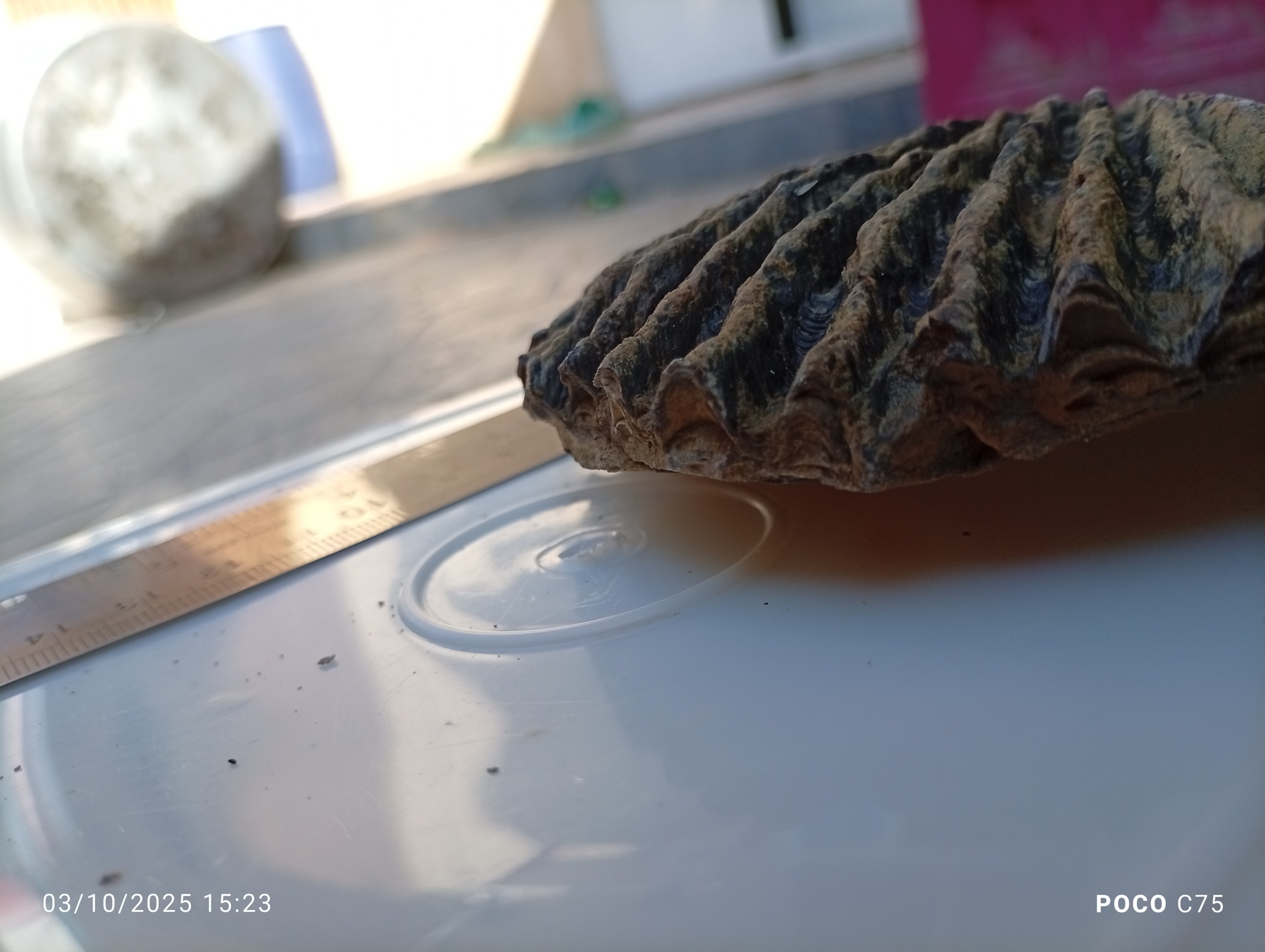 فسیل دوران پالئوزوئیک