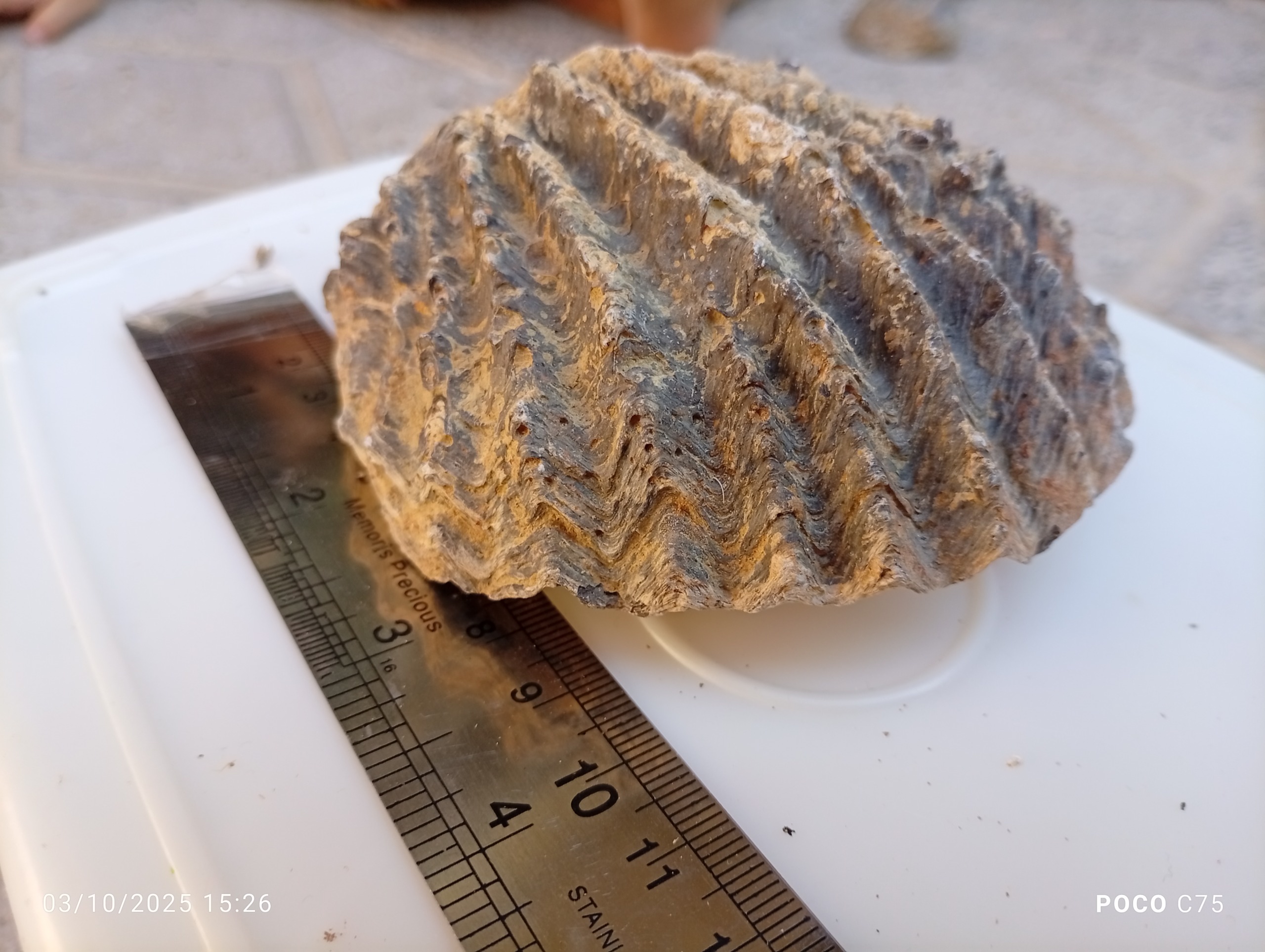 فسیل برادیوپود بزرگ