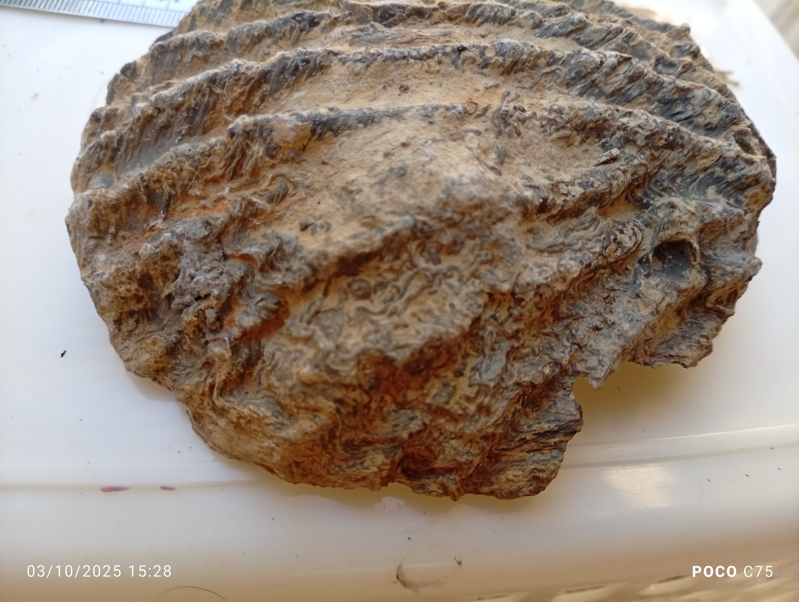 فسیل برادیوپود کرتاسه