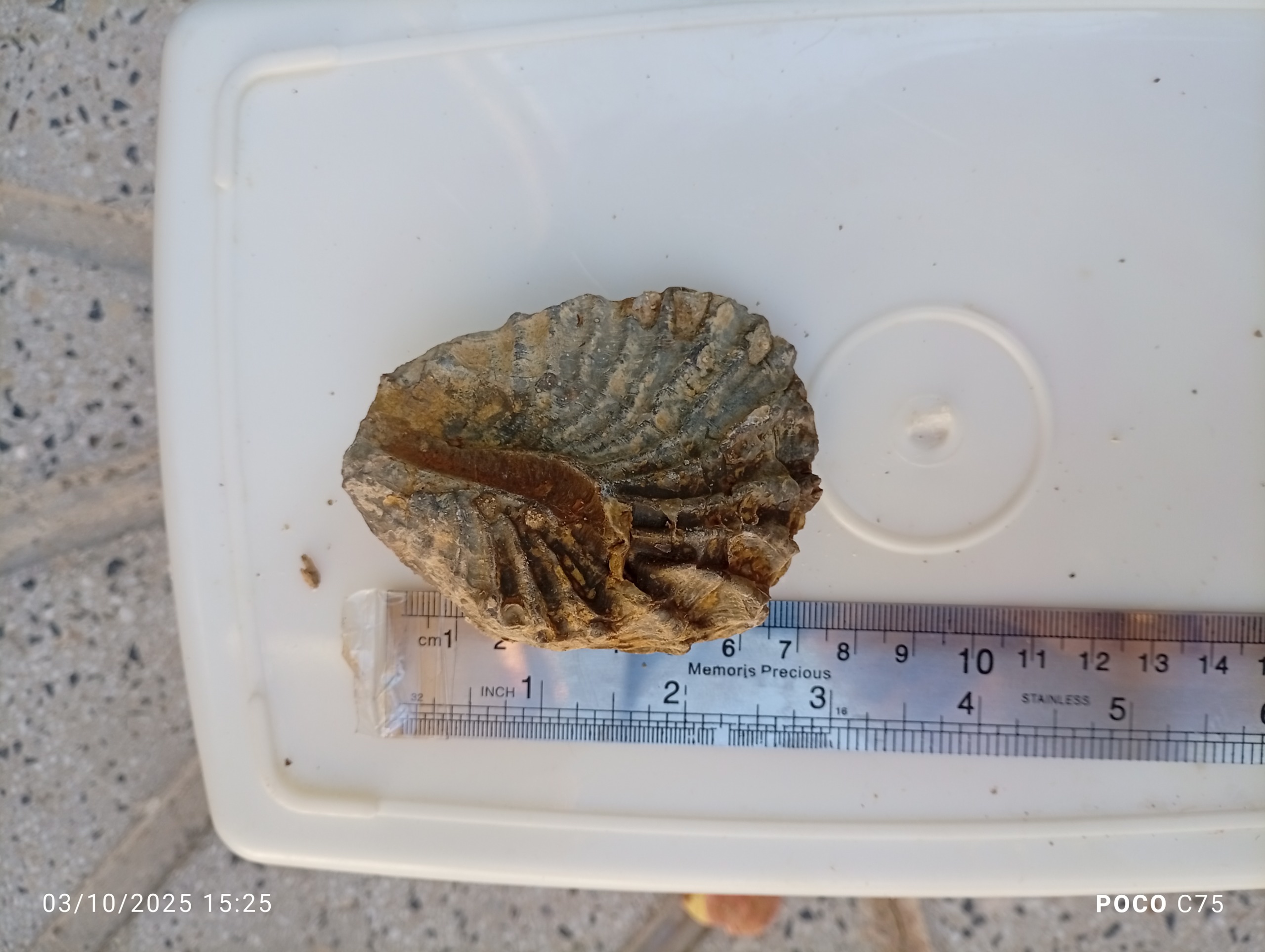 فسیل برادیوپود ترکیبی دوطرفه