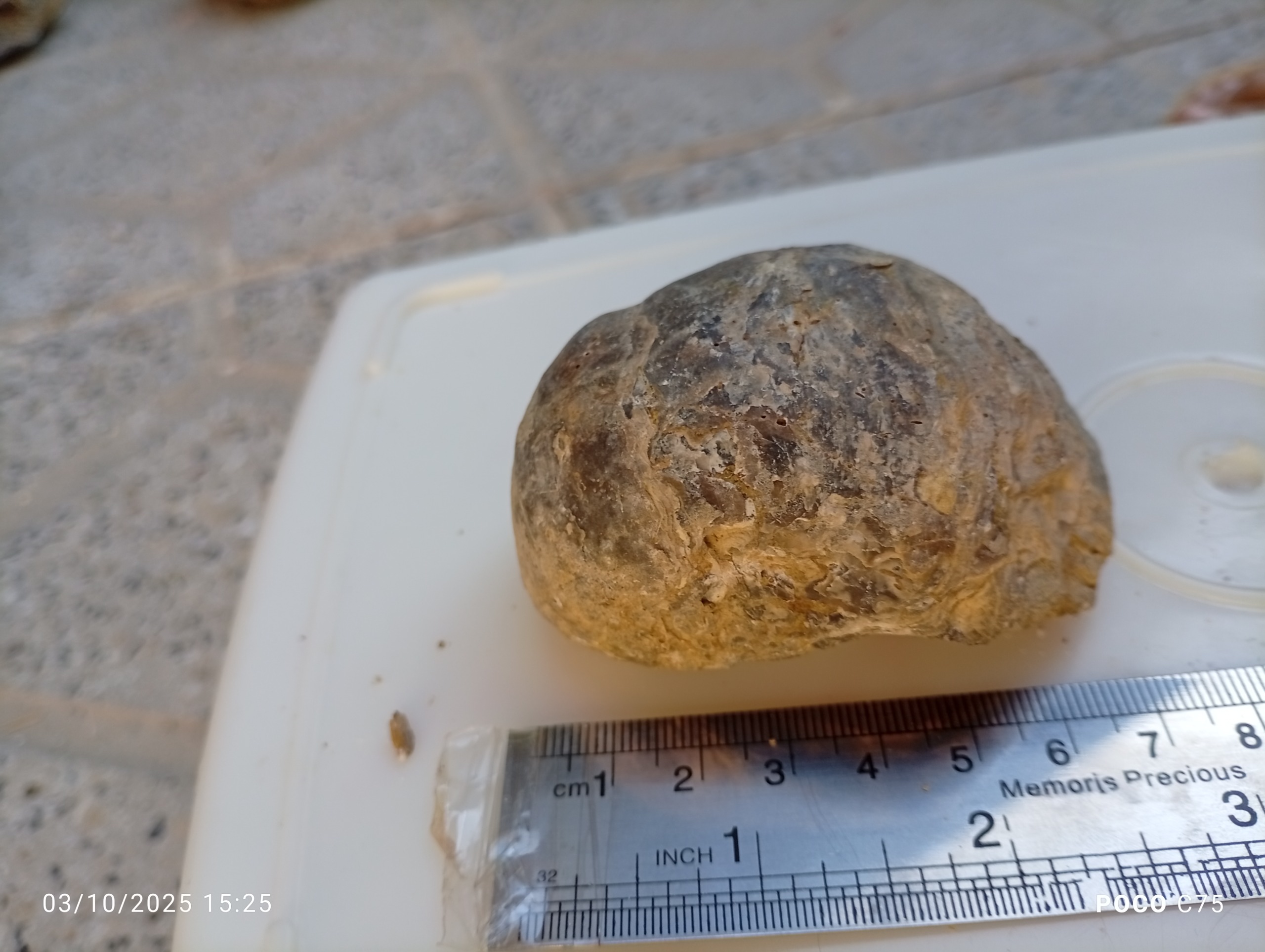 فسیل دوران پالئوزوئیک