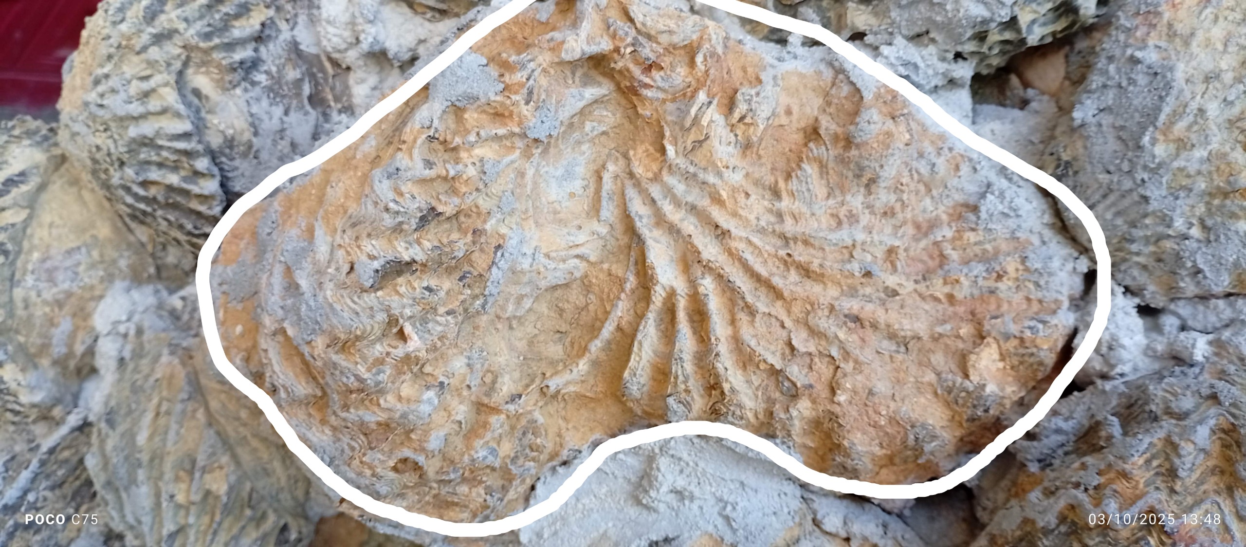 فسیل برادیوپود ترکیبی خیلی بزرگ