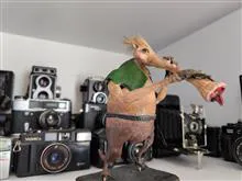 موش