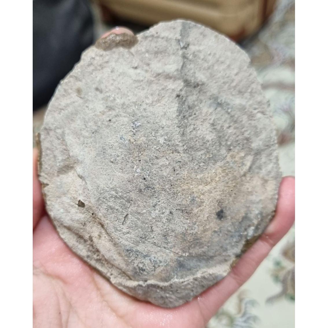 فسیل صدف قیمت142ت وزن179