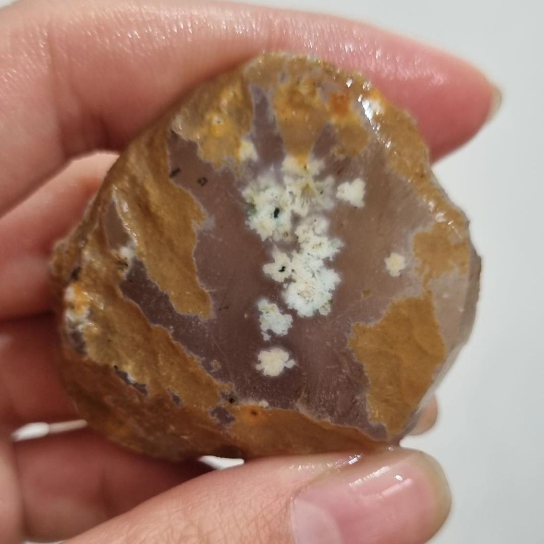 شجر بهاره ناب قیمت49ت وزن37