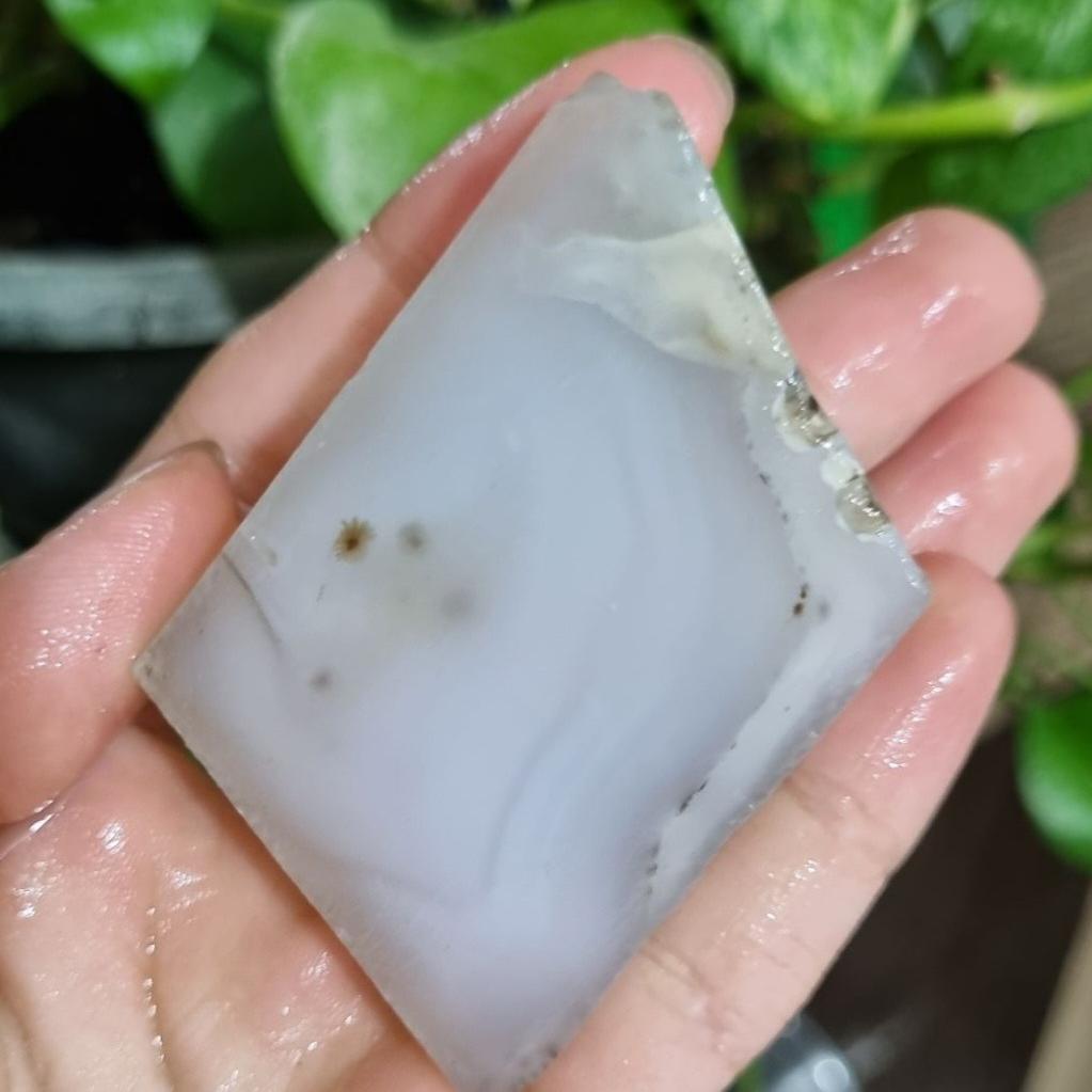 شجر قاصدکی قیمت56ت وزن62