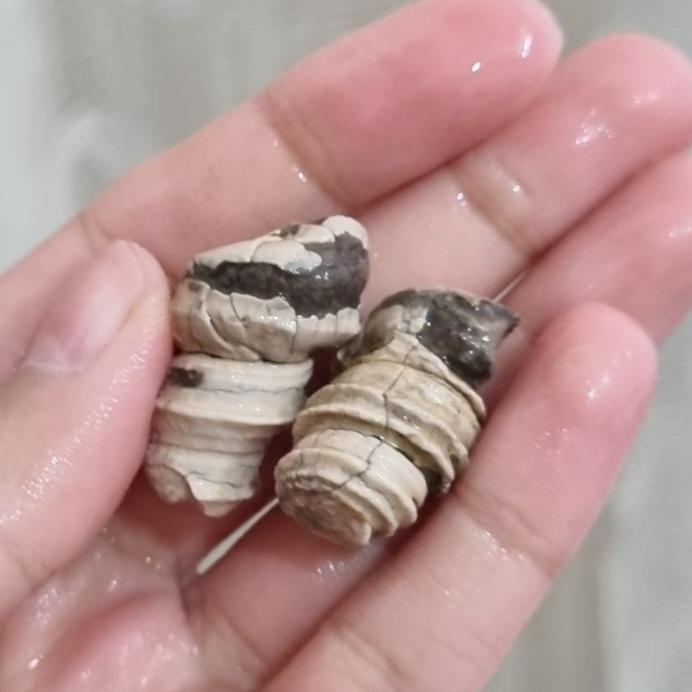 عرج سواحل قیمت14ت وزن14