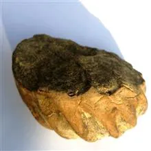 فسیل