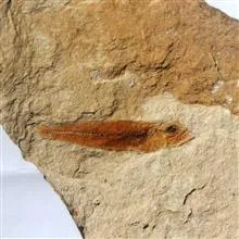 فسیل