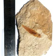 فسیل