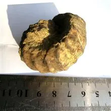 فسیل